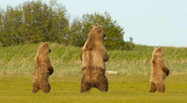 A mother and two of her cubs are standing in Hallo Bay