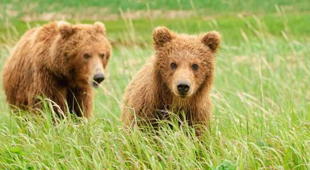 Two young brown bears in the grass