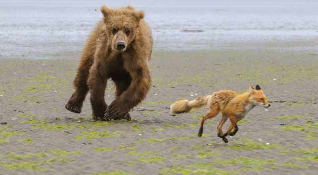 Grizzly is hunting a fox