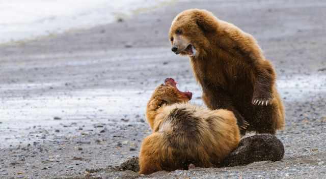 Aggressive Bears