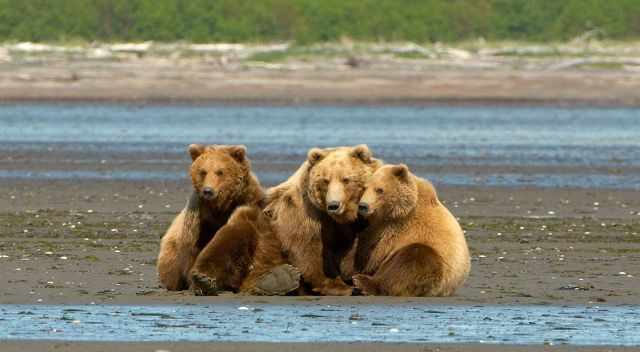 A mom and her two cubs are resting at the beach