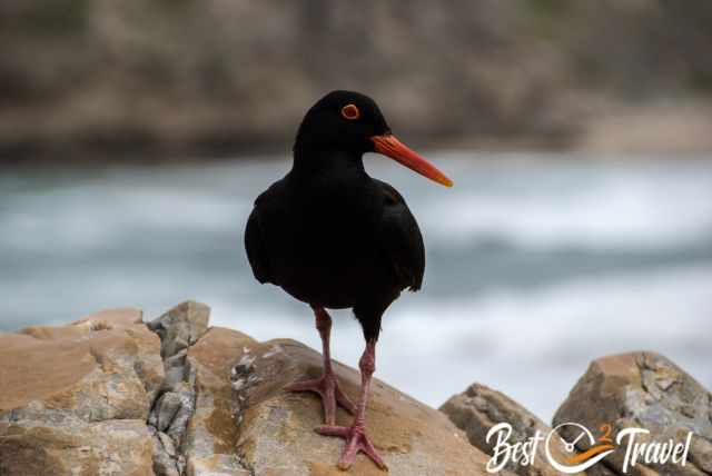 Black Oystercatcher on a rock