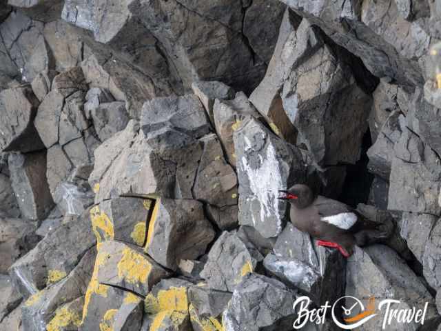 Pigeon Guillemot on the rock