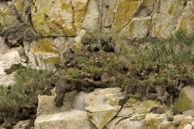 Puffins in burrows in high elevations on the rock
