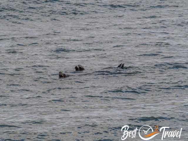 Seals in the Pacific