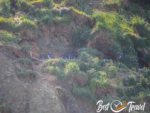 Puffins and black birds with a white belly.