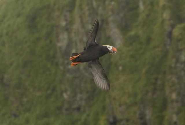 A tufted puffin flying close to the rock.