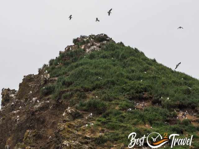 Birds fly around Haystack Rock.