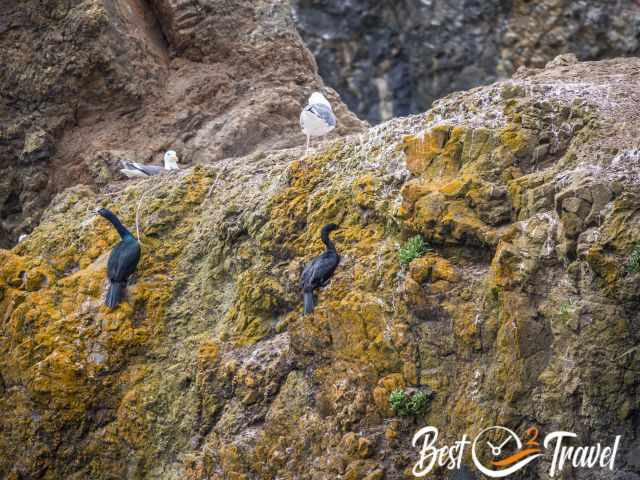 Cormorants sitting at the lower part of Haystack Rock