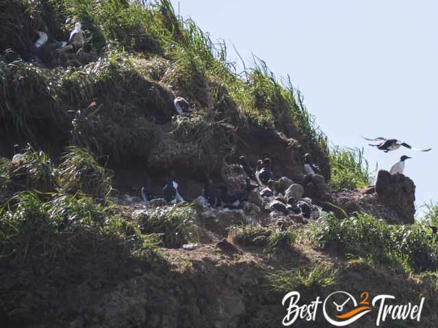 A small colony of common murres and sea gulls.