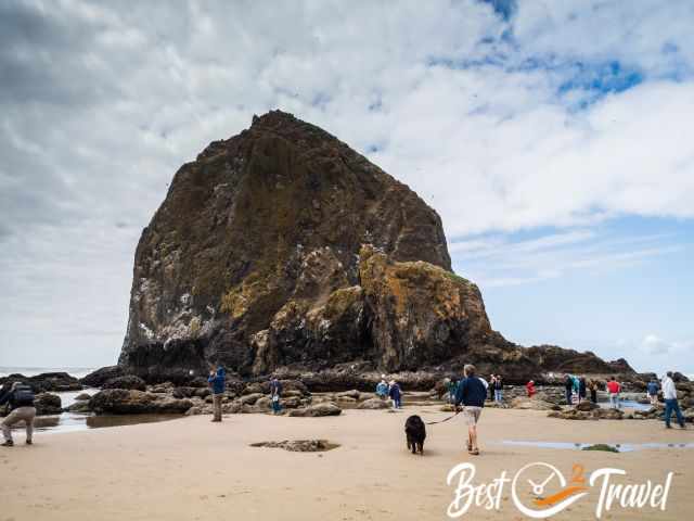 Visitors and dogs on leashes at Haystack Rock