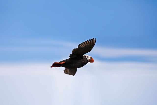 A flying tufted puffin