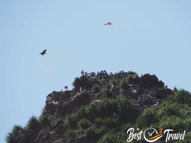 A flying puffin and seagull