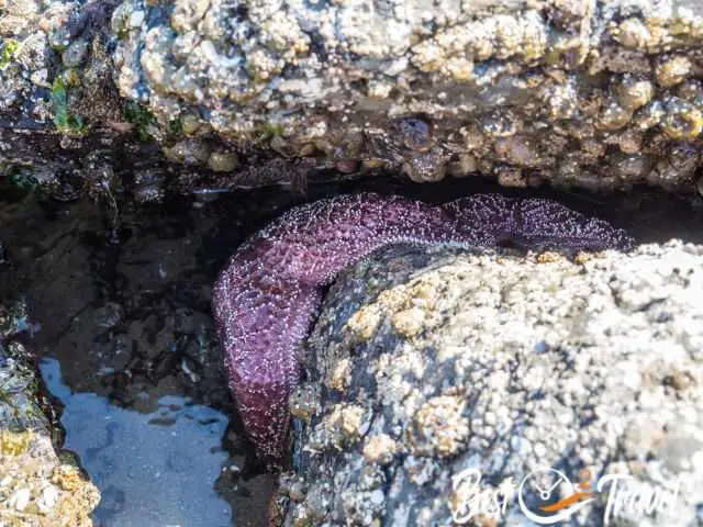 Sea stars in the tidepools