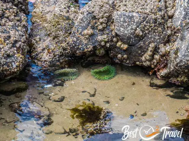 Giant Green Anemones