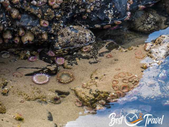 Anemones and barnacles