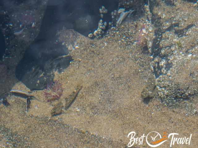 Two small fish: tidepool sculpins