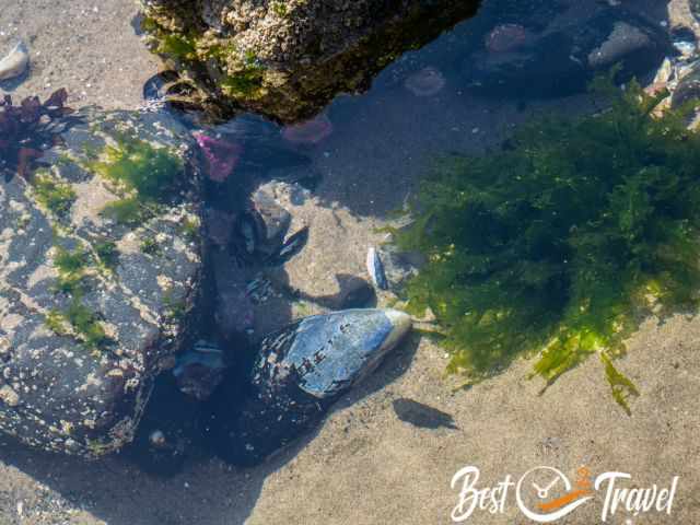 Loose mussels on the sea bed and pink anemones