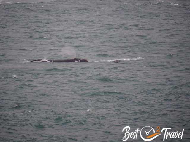 A southern right whale mom and her calf