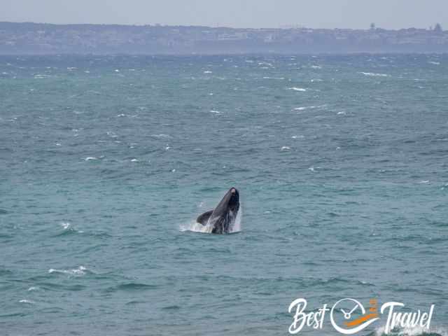 A breaching southern right whale