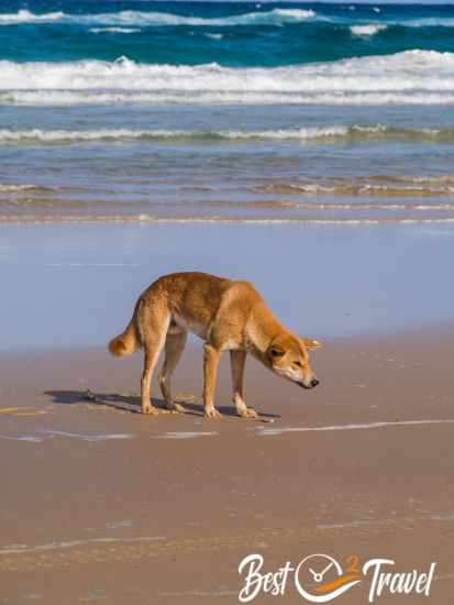A dingo at the beach feeding on fish.