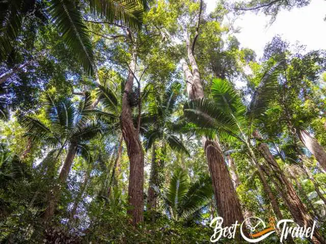 The tree ferns on Fraser Island.
