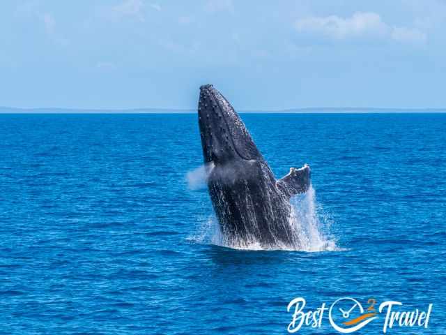 A breaching adult humpback.