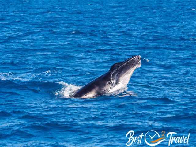 The head of a humpback watching us curiously.