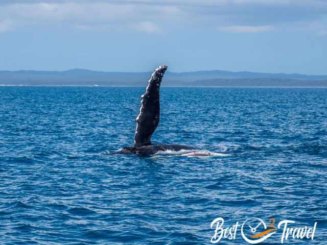 Two humpbacks one with a pectoral slap.