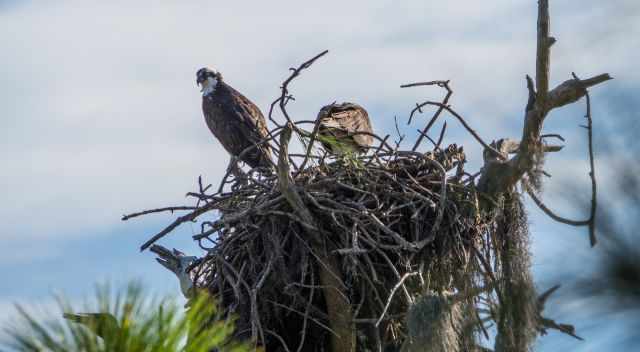 Ospreys in their nest on Honeymoon Island