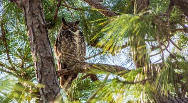 Greater Horned Owl