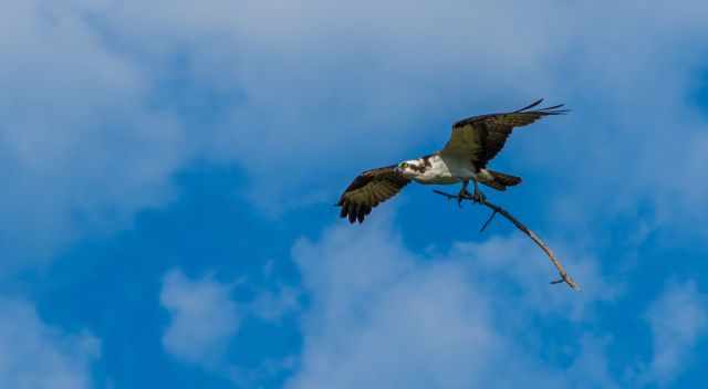 Osprey in the air with nest material