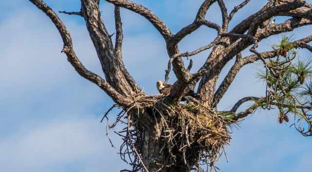 Southern Bald Eagle in his nest on Honeymoon Island