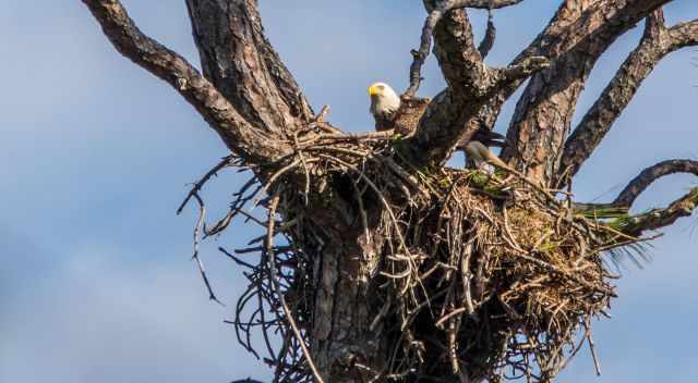 Bald Eagle in his nest