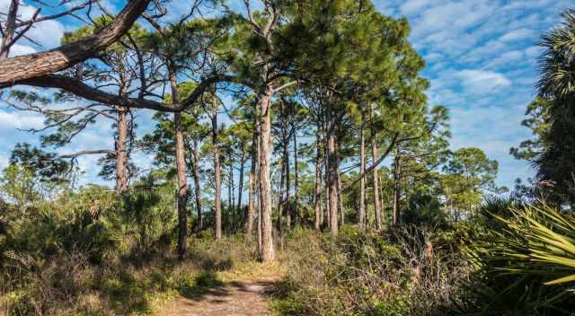Osprey Trail through pines forest