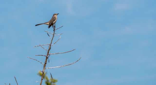 Bird on a branch 