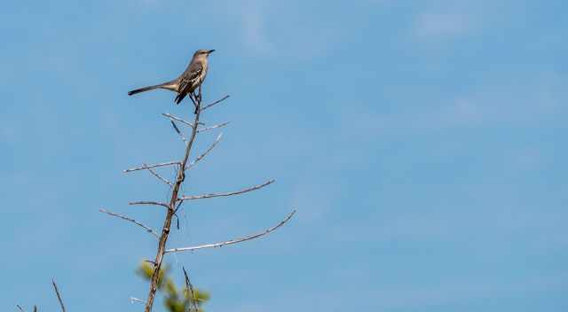 Bird on a branch 