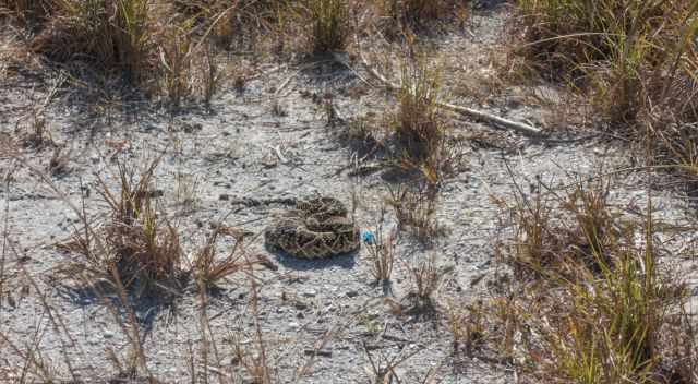 An Eastern Diamondback Rattlesnake in the Honeymoon Island State Park