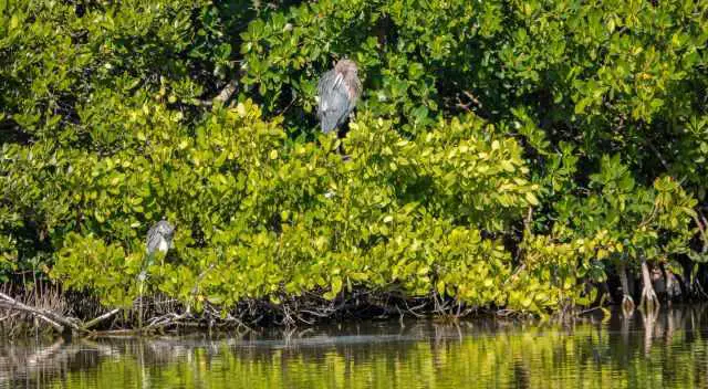 Two great blue herons in the marsh land of Honeymoon Island