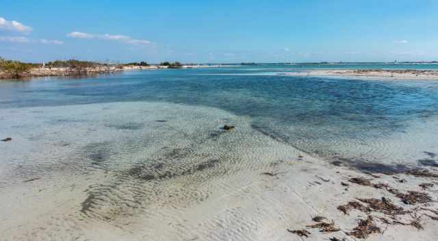 Dog Beach