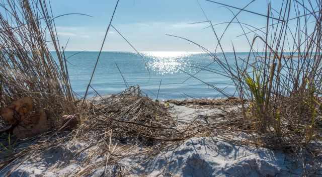 Honeymoon Island Beach