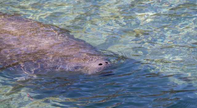 Manatee close to the shore of Honeymoon Island in Florida