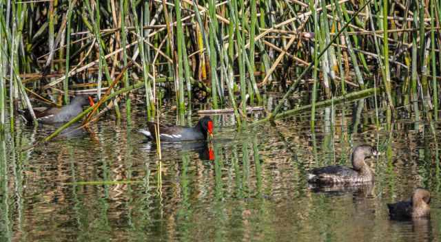 Marsh birds