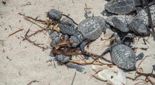 Hatchlings digging out of their nest