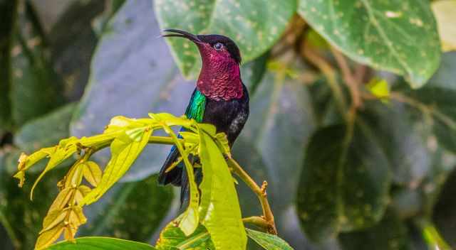 One of the four existing hummingbirds in Dominica