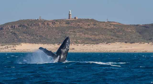 Breaching humpback at Ningaloo
