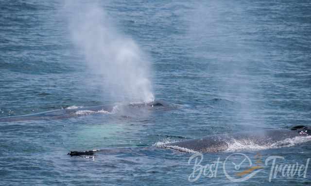 Two humpback whales on their migratory route