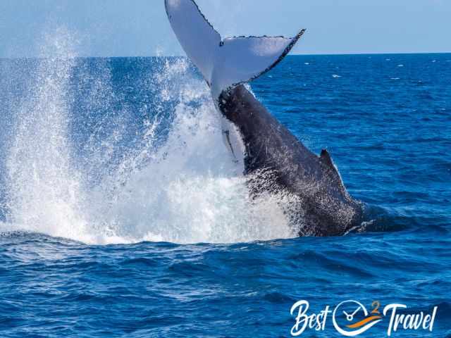 Tail slapping humpback whale