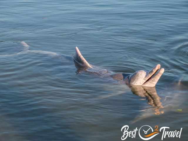 Two Humpback dolphins in Tin Can Bay