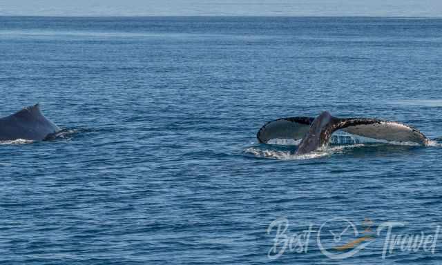 Two humpback whales one showing the fluke before diving